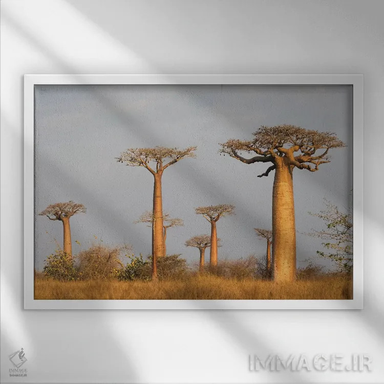 تابلو ماداگاسکار، مورونداوا، مسیر بائوبابها. درخت بائوباب گرندیدیر در نور صبح زود اثر الن گاف - نمای قابدار سفید