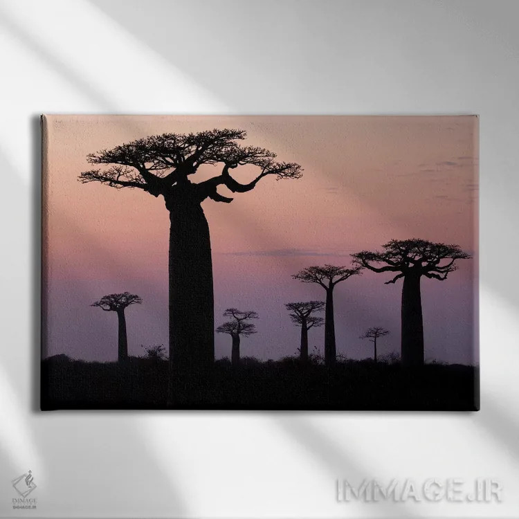 تابلو ماداگاسکار، مورونداوا، مسیر بائوبابها. درختان بائوباب گرندیدیر به صورت سیلوئت دیده میشوند اثر الن گاف - نمای روبهرو روی دیوار