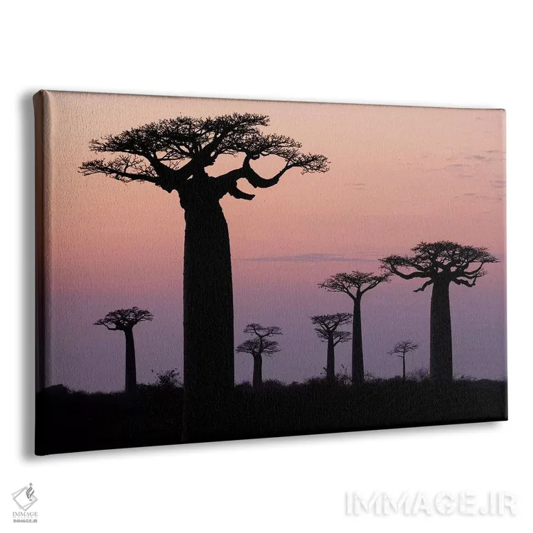 تابلو ماداگاسکار، مورونداوا، مسیر بائوبابها. درختان بائوباب گرندیدیر به صورت سیلوئت دیده میشوند اثر الن گاف - نمای پرسپکتیو محصول