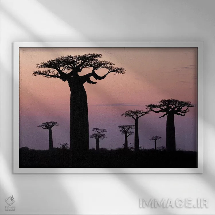 تابلو ماداگاسکار، مورونداوا، مسیر بائوبابها. درختان بائوباب گرندیدیر به صورت سیلوئت دیده میشوند اثر الن گاف - نمای قابدار سفید