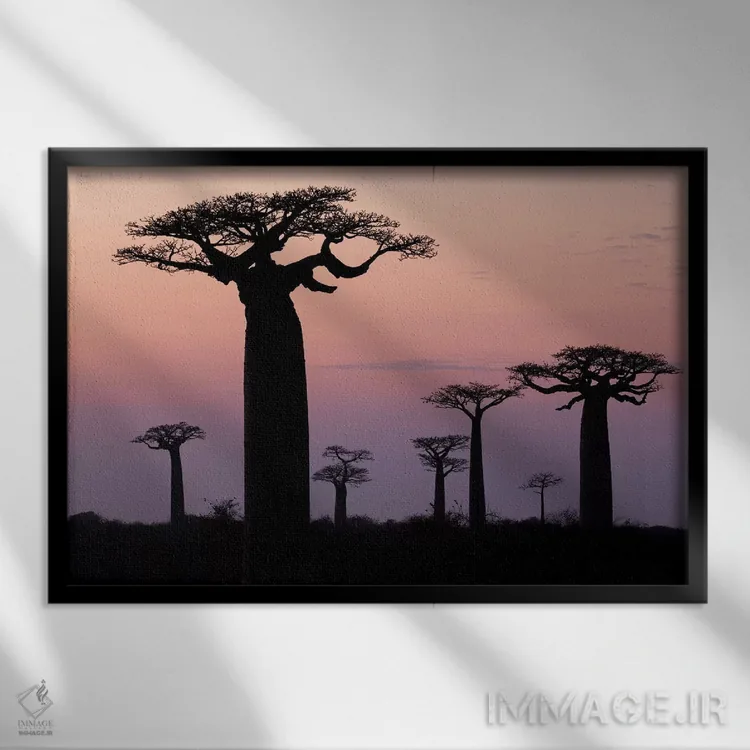 تابلو ماداگاسکار، مورونداوا، مسیر بائوبابها. درختان بائوباب گرندیدیر به صورت سیلوئت دیده میشوند اثر الن گاف - نمای قابدار مشکی