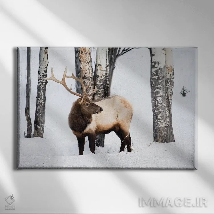 تابلو آمریکا، وایومینگ، پارک ملی یلواستون. گوزن شاخدار نر در میان درختان سپیدار به دنبال چمن میگردد اثر الن گاف - نمای روبهرو روی دیوار
