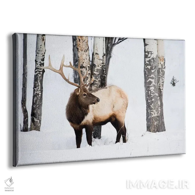 تابلو آمریکا، وایومینگ، پارک ملی یلواستون. گوزن شاخدار نر در میان درختان سپیدار به دنبال چمن میگردد اثر الن گاف - نمای پرسپکتیو محصول