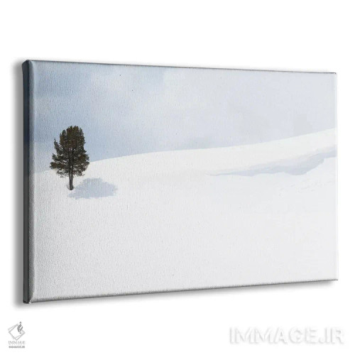 تابلو آمریکا، وایومینگ، پارک ملی یلواستون، دره لامار. درختی که سایهاش را روی برف انداخته است اثر الن گاف - نمای پرسپکتیو محصول