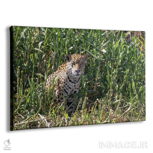 تابلو برزیل، منطقه پانتانال، رودخانه کویابا. یک جگوار ماده روی حاشیه رودخانه نشسته و به شکار نگاه میکند اثر الن گاف - نمای پرسپکتیو محصول