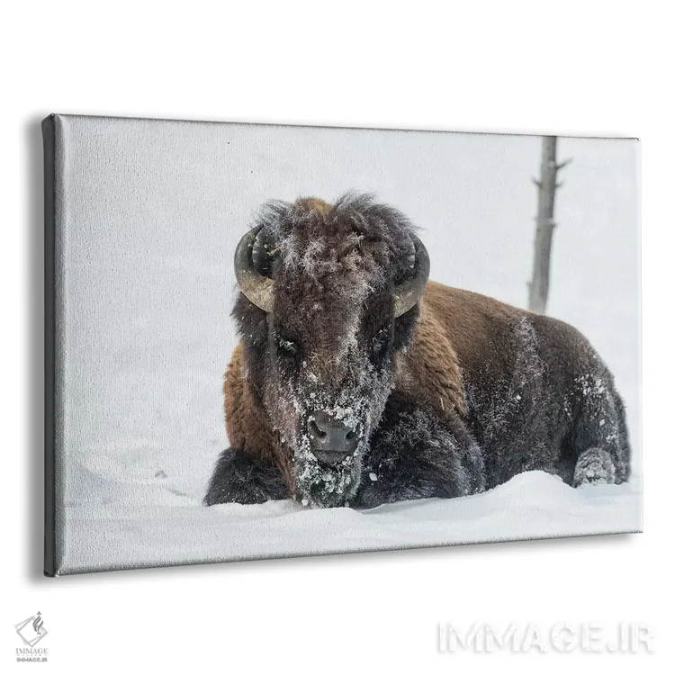 تابلو آمریکا، وایومینگ، پارک ملی یلواستون. یک بوفالوی نر که پس از جستجو برای چمن با برف پوشیده شده است اثر الن گاف - نمای پرسپکتیو محصول