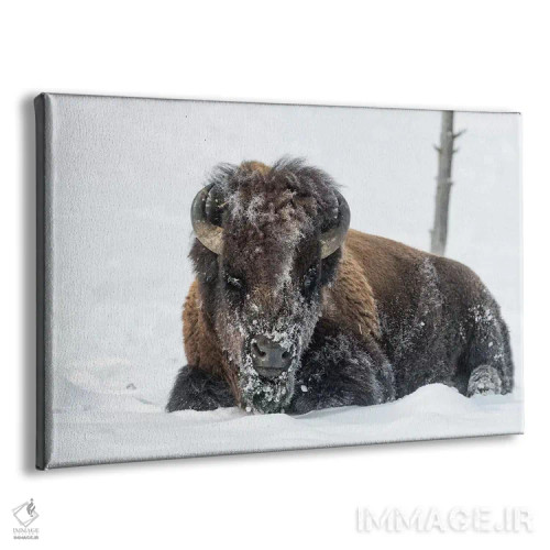 تابلو آمریکا، وایومینگ، پارک ملی یلواستون. یک بوفالوی نر که پس از جستجو برای چمن با برف پوشیده شده است اثر الن گاف - نمای پرسپکتیو محصول