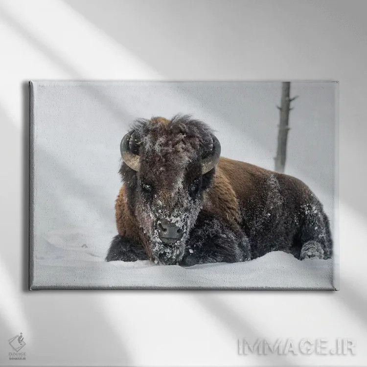 تابلو آمریکا، وایومینگ، پارک ملی یلواستون. یک بوفالوی نر که پس از جستجو برای چمن با برف پوشیده شده است اثر الن گاف - نمای روبهرو روی دیوار