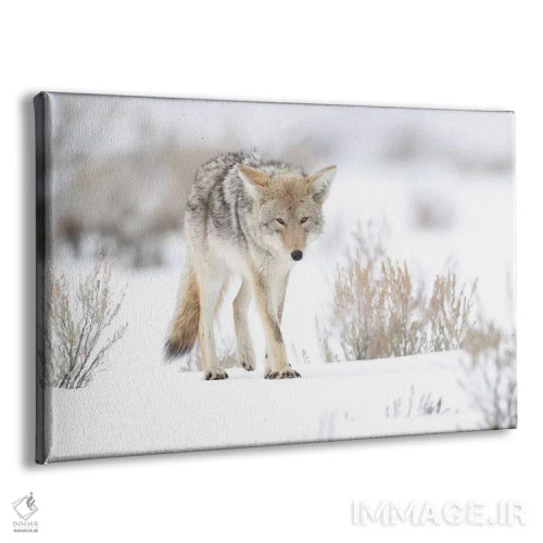 تابلو آمریکا، وایومینگ، پارک ملی یلواستون. پرترهای از یک گرگ صحرایی در میان مریمگلی و برف اثر الن گاف - نمای پرسپکتیو محصول