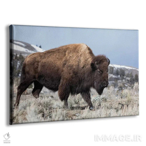 تابلو آمریکا، وایومینگ، پارک ملی یلواستون. بوفالو از میان بوته مریمگلی و زمین صخرهای عبور میکند اثر الن گاف - نمای پرسپکتیو محصول