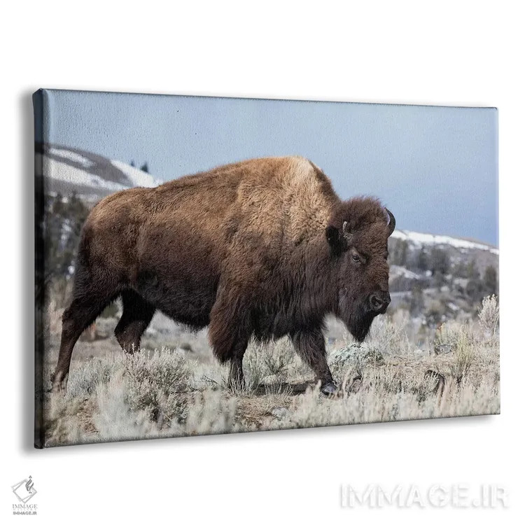 تابلو آمریکا، وایومینگ، پارک ملی یلواستون. بوفالو از میان بوته مریمگلی و زمین صخرهای عبور میکند اثر الن گاف - نمای پرسپکتیو محصول