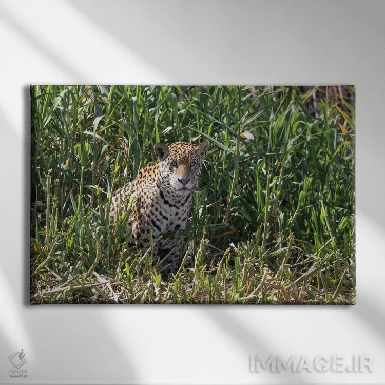 تابلو برزیل، منطقه پانتانال، رودخانه کویابا. یک جگوار ماده روی حاشیه رودخانه نشسته و به شکار نگاه میکند اثر الن گاف - نمای روبهرو روی دیوار