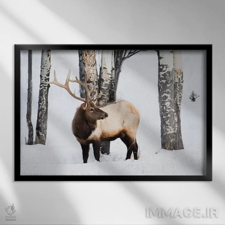 تابلو آمریکا، وایومینگ، پارک ملی یلواستون. گوزن شاخدار نر در میان درختان سپیدار به دنبال چمن میگردد اثر الن گاف - نمای قابدار مشکی