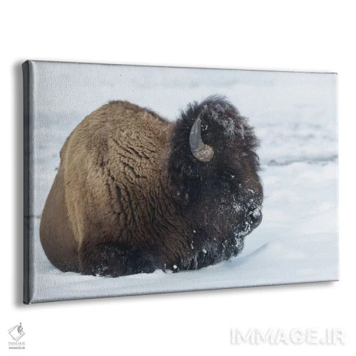 تابلو آمریکا، وایومینگ، پارک ملی یلواستون. بوفالوی نر پس از جستجو برای چمن با برف پوشیده شده است اثر الن گاف - نمای پرسپکتیو محصول