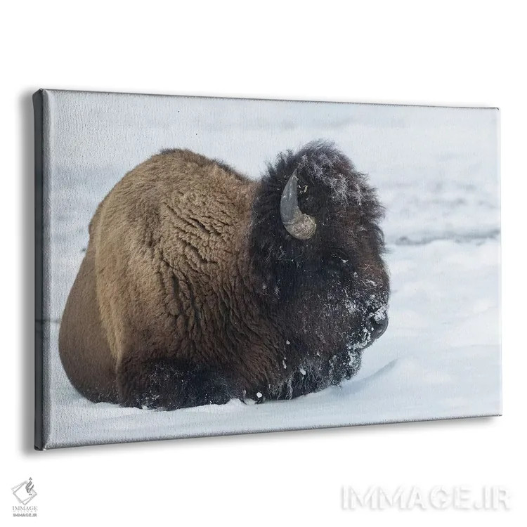 تابلو آمریکا، وایومینگ، پارک ملی یلواستون. بوفالوی نر پس از جستجو برای چمن با برف پوشیده شده است اثر الن گاف - نمای پرسپکتیو محصول