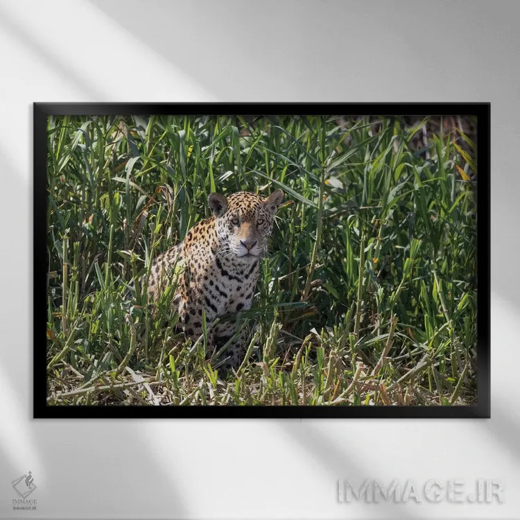 تابلو برزیل، منطقه پانتانال، رودخانه کویابا. یک جگوار ماده روی حاشیه رودخانه نشسته و به شکار نگاه میکند اثر الن گاف - نمای قابدار مشکی