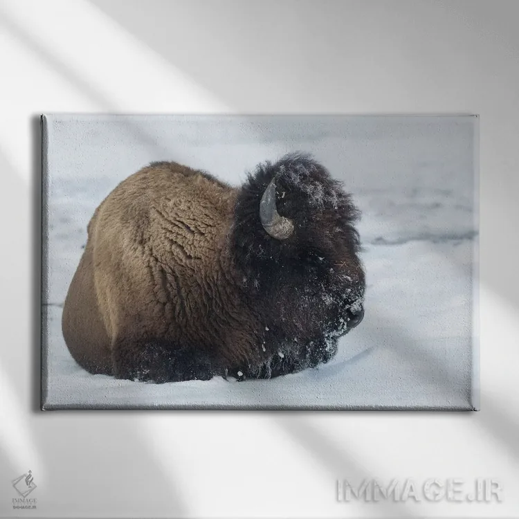 تابلو آمریکا، وایومینگ، پارک ملی یلواستون. بوفالوی نر پس از جستجو برای چمن با برف پوشیده شده است اثر الن گاف - نمای روبهرو روی دیوار
