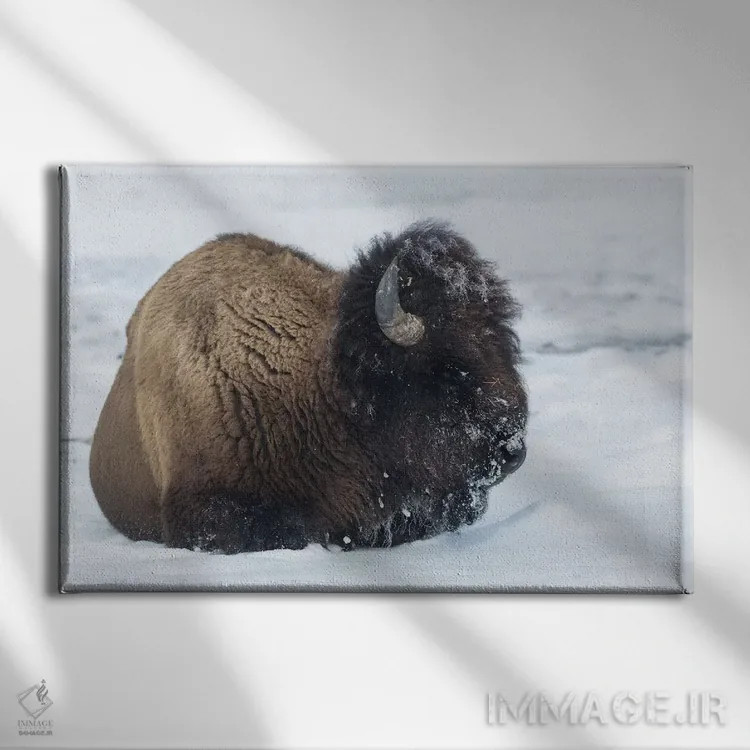 تابلو آمریکا، وایومینگ، پارک ملی یلواستون. بوفالوی نر پس از جستجو برای چمن با برف پوشیده شده است اثر الن گاف - نمای روبهرو روی دیوار