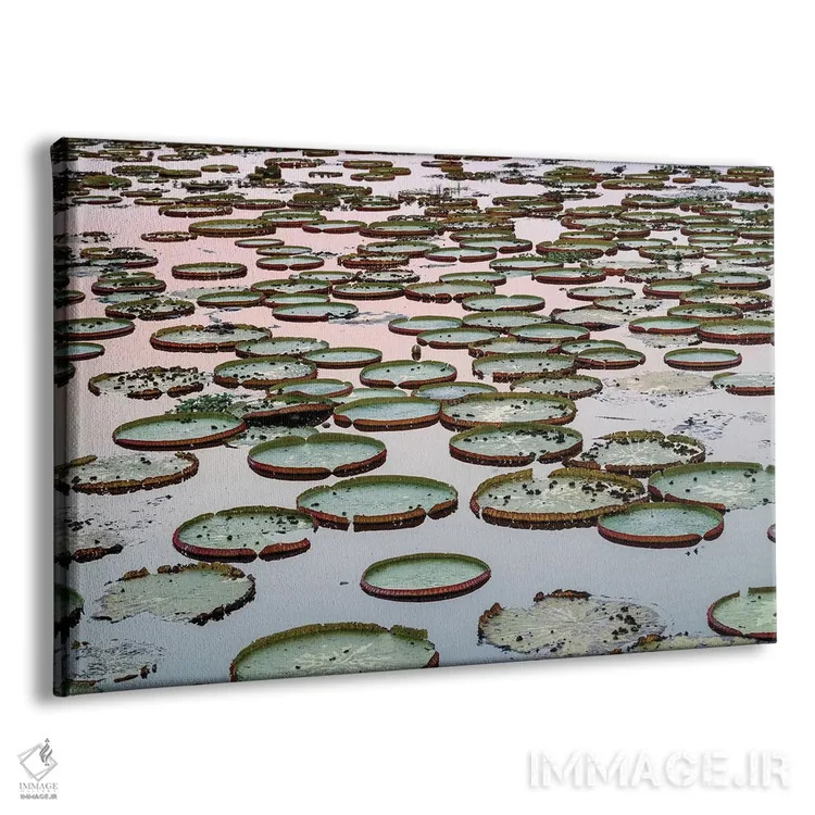 تابلو برزیل، منطقه پانتانال. برگهای نیلوفر غولپیکر در آب در هنگام غروب آفتاب اثر الن گاف - نمای پرسپکتیو محصول