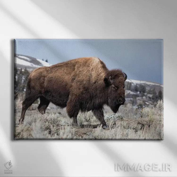 تابلو آمریکا، وایومینگ، پارک ملی یلواستون. بوفالو از میان بوته مریمگلی و زمین صخرهای عبور میکند اثر الن گاف - نمای روبهرو روی دیوار