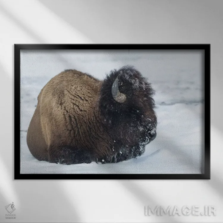 تابلو آمریکا، وایومینگ، پارک ملی یلواستون. بوفالوی نر پس از جستجو برای چمن با برف پوشیده شده است اثر الن گاف - نمای قابدار مشکی