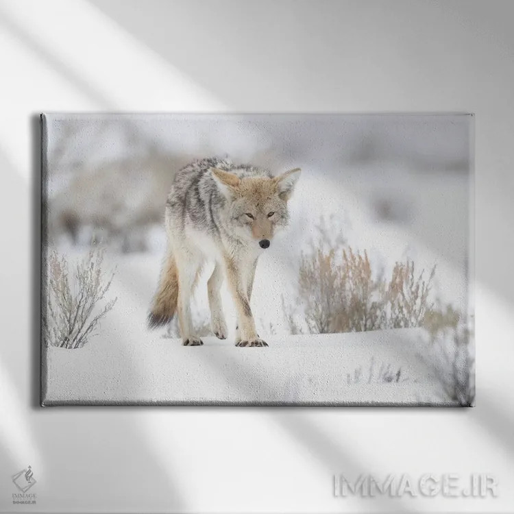 تابلو آمریکا، وایومینگ، پارک ملی یلواستون. پرترهای از یک گرگ صحرایی در میان مریمگلی و برف اثر الن گاف - نمای روبهرو روی دیوار