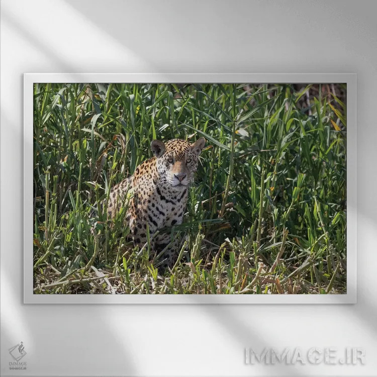 تابلو برزیل، منطقه پانتانال، رودخانه کویابا. یک جگوار ماده روی حاشیه رودخانه نشسته و به شکار نگاه میکند اثر الن گاف - نمای قابدار سفید