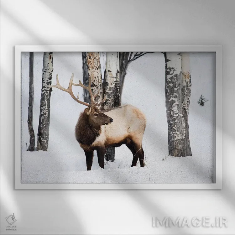 تابلو آمریکا، وایومینگ، پارک ملی یلواستون. گوزن شاخدار نر در میان درختان سپیدار به دنبال چمن میگردد اثر الن گاف - نمای قابدار سفید