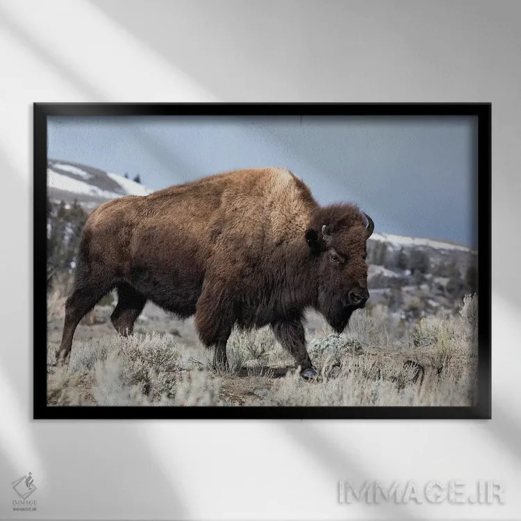 تابلو آمریکا، وایومینگ، پارک ملی یلواستون. بوفالو از میان بوته مریمگلی و زمین صخرهای عبور میکند اثر الن گاف - نمای قابدار مشکی