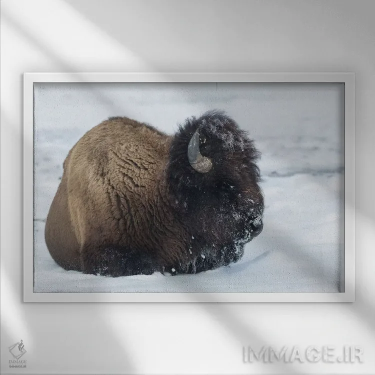 تابلو آمریکا، وایومینگ، پارک ملی یلواستون. بوفالوی نر پس از جستجو برای چمن با برف پوشیده شده است اثر الن گاف - نمای قابدار سفید