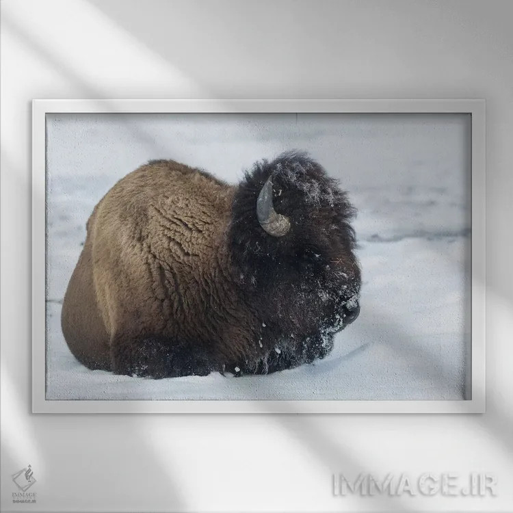 تابلو آمریکا، وایومینگ، پارک ملی یلواستون. بوفالوی نر پس از جستجو برای چمن با برف پوشیده شده است اثر الن گاف - نمای قابدار سفید