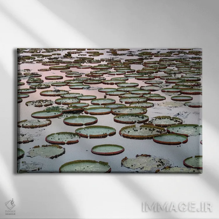 تابلو برزیل، منطقه پانتانال. برگهای نیلوفر غولپیکر در آب در هنگام غروب آفتاب اثر الن گاف - نمای روبهرو روی دیوار