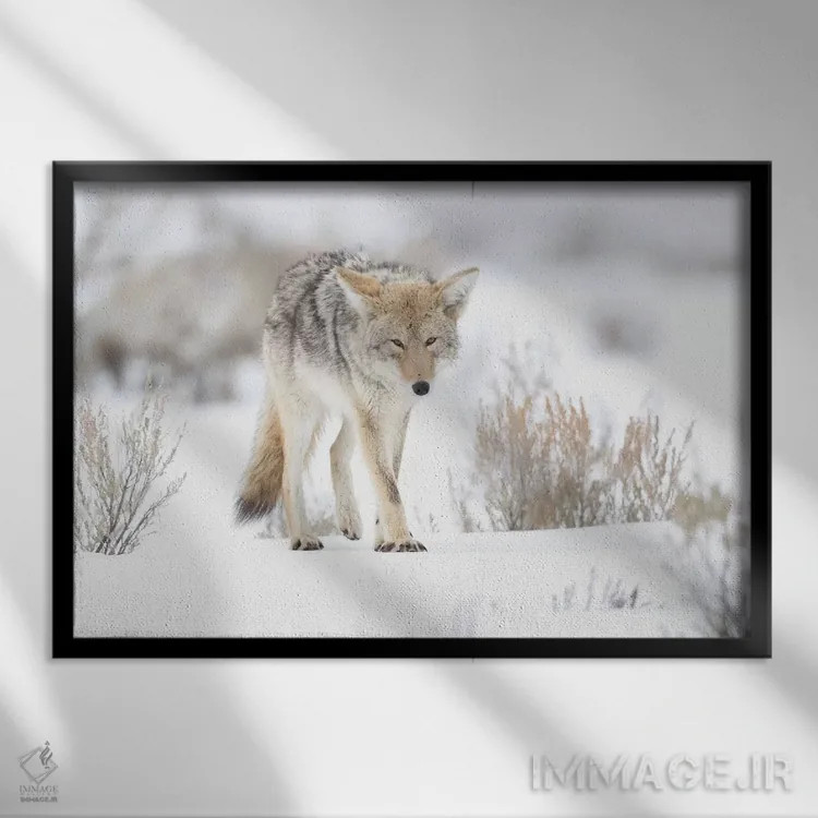 تابلو آمریکا، وایومینگ، پارک ملی یلواستون. پرترهای از یک گرگ صحرایی در میان مریمگلی و برف اثر الن گاف - نمای قابدار مشکی