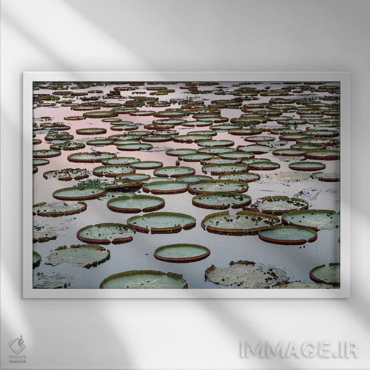 تابلو برزیل، منطقه پانتانال. برگهای نیلوفر غولپیکر در آب در هنگام غروب آفتاب اثر الن گاف - نمای قابدار سفید