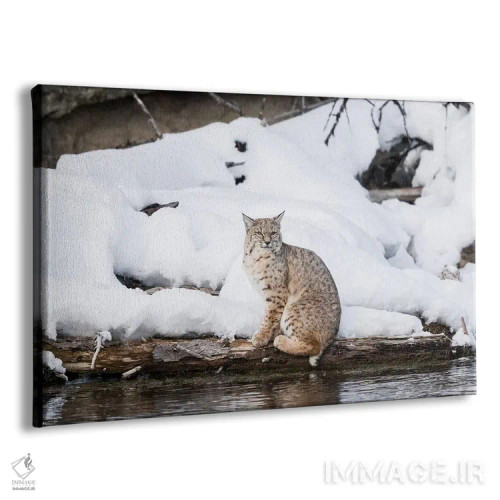 تابلو وایومینگ، پارک ملی یلواستون، رودخانه مدیسون، سیاهگوش. سیاهگوشی که کنار رودخانه مدیسون پرسه میزند اثر الن گاف - نمای پرسپکتیو محصول