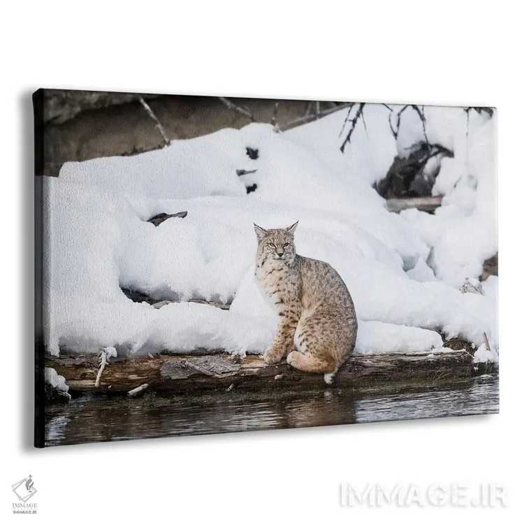 تابلو وایومینگ، پارک ملی یلواستون، رودخانه مدیسون، سیاهگوش. سیاهگوشی که کنار رودخانه مدیسون پرسه میزند اثر الن گاف - نمای پرسپکتیو محصول