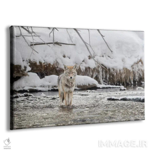 تابلو وایومینگ، پارک ملی یلواستون، رودخانه مدیسون. یک گرگ صحرایی که در رودخانه مدیسون ایستاده است اثر الن گاف - نمای پرسپکتیو محصول