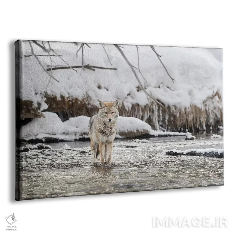 تابلو وایومینگ، پارک ملی یلواستون، رودخانه مدیسون. یک گرگ صحرایی که در رودخانه مدیسون ایستاده است اثر الن گاف - نمای پرسپکتیو محصول