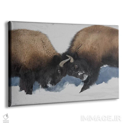 تابلو وایومینگ، پارک ملی یلواستون. دو بچه بوفالو با سر زدن به هم قدرتشان را امتحان میکنند اثر الن گاف - نمای پرسپکتیو محصول