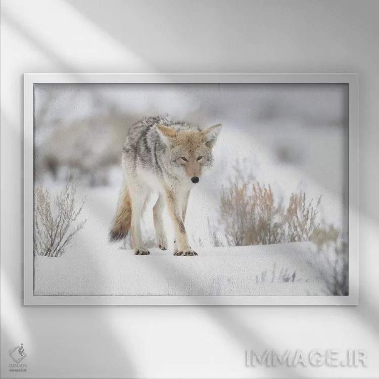 تابلو آمریکا، وایومینگ، پارک ملی یلواستون. پرترهای از یک گرگ صحرایی در میان مریمگلی و برف اثر الن گاف - نمای قابدار سفید