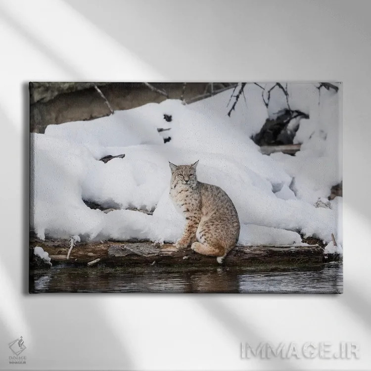 تابلو وایومینگ، پارک ملی یلواستون، رودخانه مدیسون، سیاهگوش. سیاهگوشی که کنار رودخانه مدیسون پرسه میزند اثر الن گاف - نمای روبهرو روی دیوار