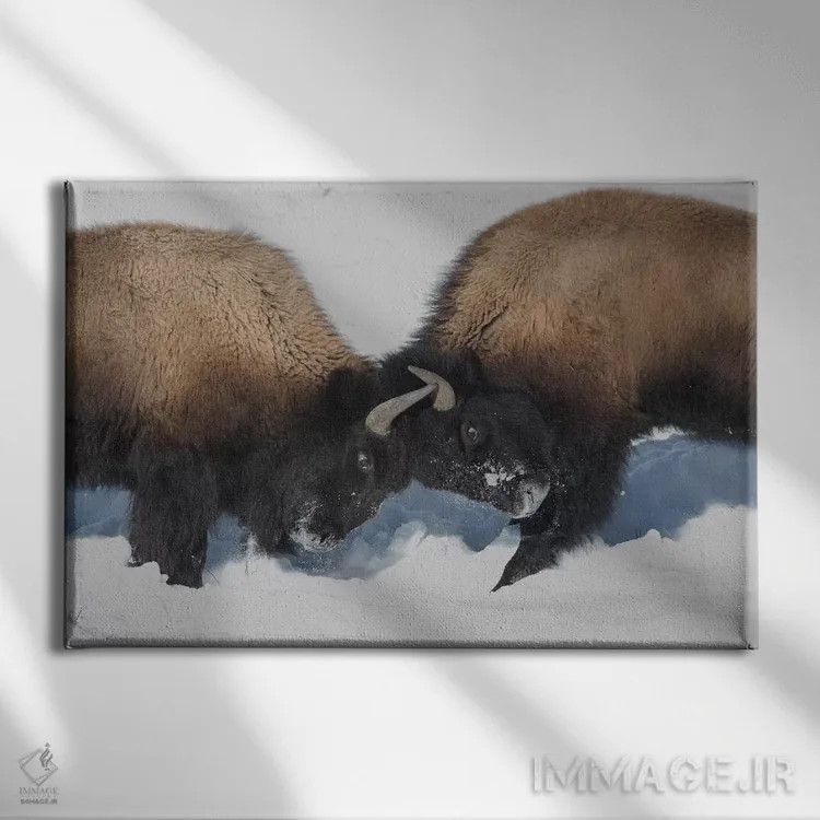 تابلو وایومینگ، پارک ملی یلواستون. دو بچه بوفالو با سر زدن به هم قدرتشان را امتحان میکنند اثر الن گاف - نمای روبهرو روی دیوار