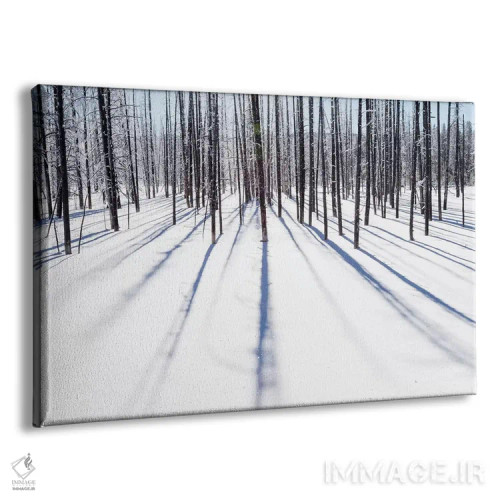 تابلو وایومینگ، پارک ملی یلواستون، نزدیک منطقه آبفشان میدوی. درختان یخزده سایههای خود را ایجاد کردهاند اثر الن گاف - نمای پرسپکتیو محصول