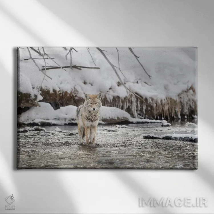 تابلو وایومینگ، پارک ملی یلواستون، رودخانه مدیسون. یک گرگ صحرایی که در رودخانه مدیسون ایستاده است اثر الن گاف - نمای روبهرو روی دیوار
