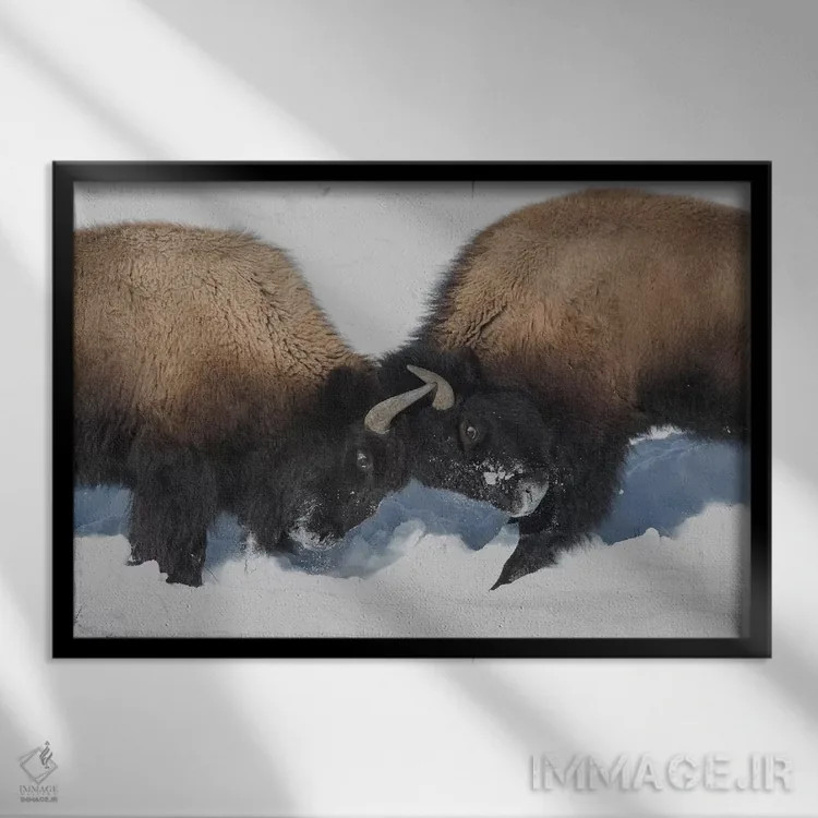 تابلو وایومینگ، پارک ملی یلواستون. دو بچه بوفالو با سر زدن به هم قدرتشان را امتحان میکنند اثر الن گاف - نمای قابدار مشکی