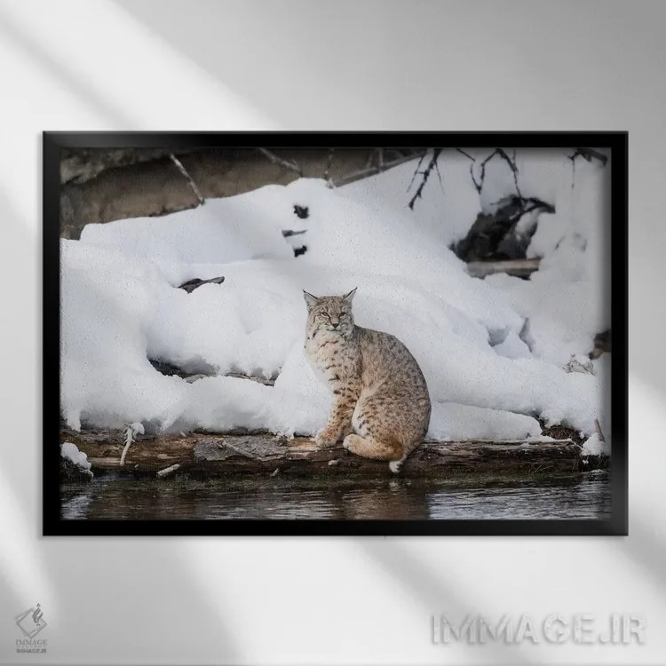 تابلو وایومینگ، پارک ملی یلواستون، رودخانه مدیسون، سیاهگوش. سیاهگوشی که کنار رودخانه مدیسون پرسه میزند اثر الن گاف - نمای قابدار مشکی