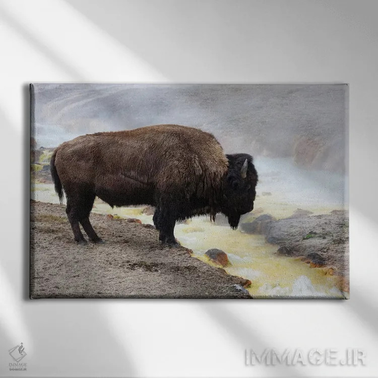 تابلو وایومینگ، پارک ملی یلواستون، منطقه آبفشان میدوی. بوفالوی آمریکایی نزدیک آب گرم ایستاده است اثر الن گاف - نمای روبهرو روی دیوار