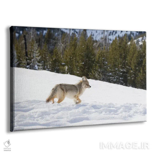 تابلو وایومینگ، پارک ملی یلواستون. گرگ صحرایی (Canis latrans) در میان رد پای بوفالوها در برف حرکت میکند اثر الن گاف - نمای پرسپکتیو محصول