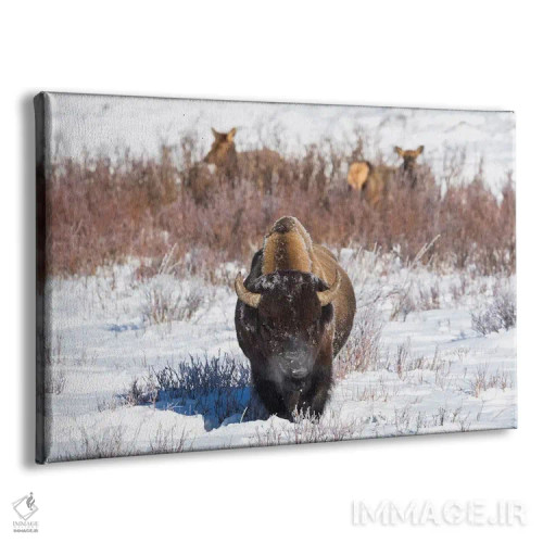 تابلو وایومینگ، پارک ملی یلواستون. یک بوفالوی نر هنگام خوردن چمن توقف میکند، در حالی که دو گوزن ماده مشغول چرا هستند اثر الن گاف - نمای پرسپکتیو محصول