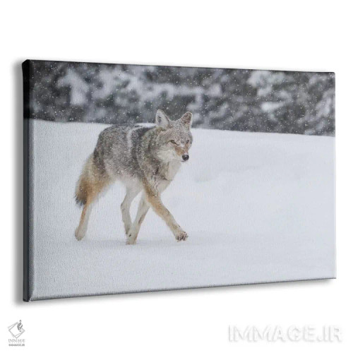 تابلو وایومینگ، پارک ملی یلواستون. گرگ صحرایی (Canis latrans) در مسیر جاده برفروبی شده در طوفان برف قدم میزند اثر الن گاف - نمای پرسپکتیو محصول